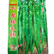 特长线椒辣椒种子深绿色辣味浓果长40厘米椒条顺直
