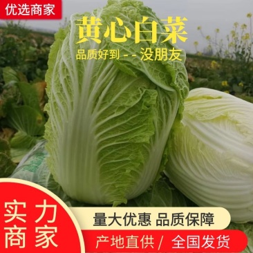 黄心白菜湖北精品白菜产地直发价格便宜对接食堂加工厂