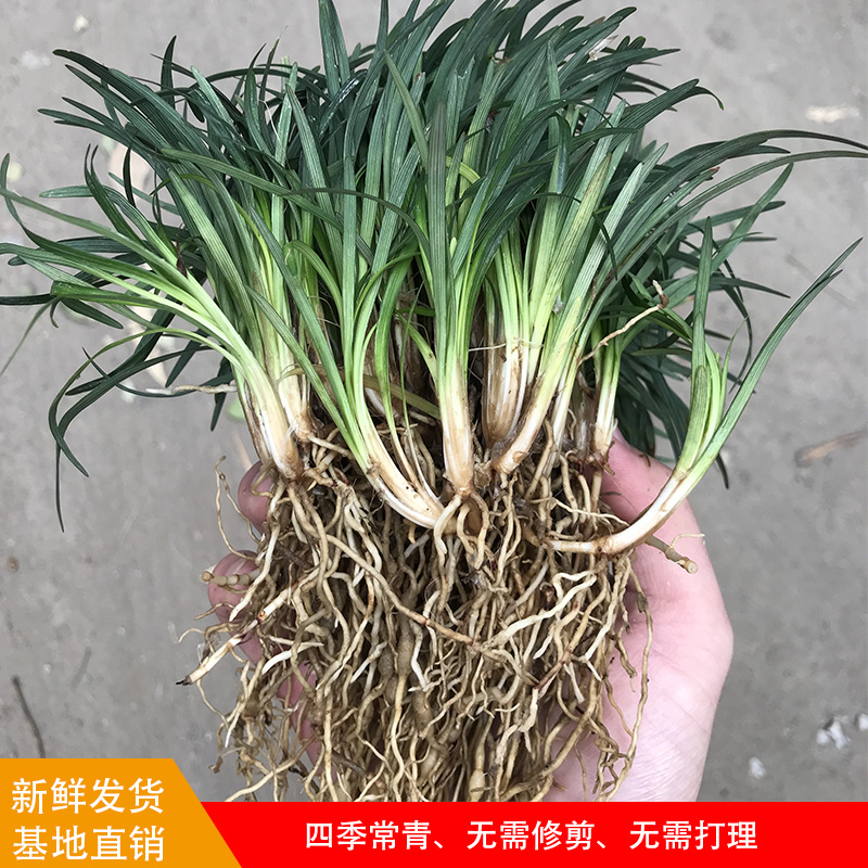 日本矮麦冬免修剪正宗玉龙草四季青耐寒庭院别墅地被植物细叶