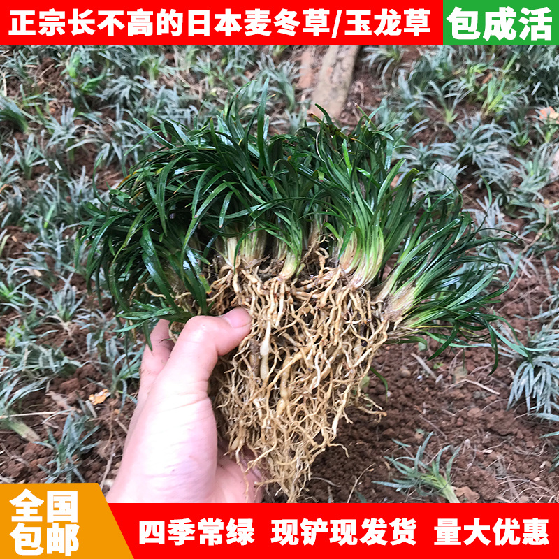 日本矮麦冬免修剪正宗玉龙草四季青耐寒庭院别墅地被植物细叶