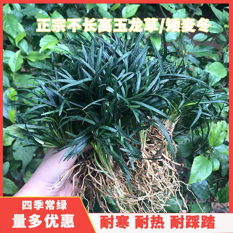 日本矮麦冬免修剪正宗玉龙草四季青耐寒庭院别墅地被植物细叶