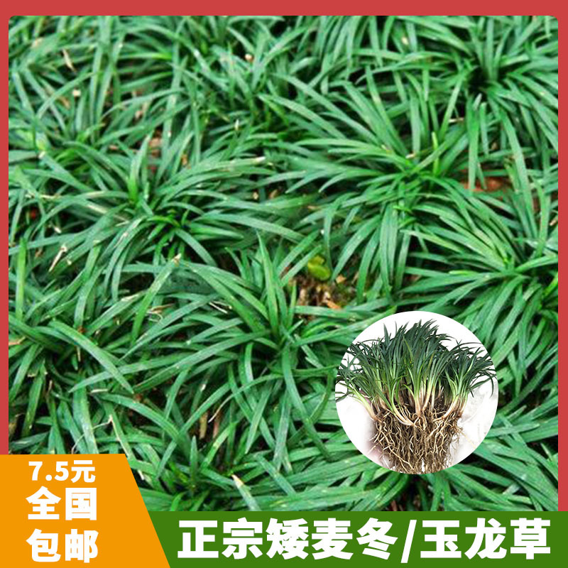 日本矮麦冬免修剪正宗玉龙草四季青耐寒庭院别墅地被植物细叶