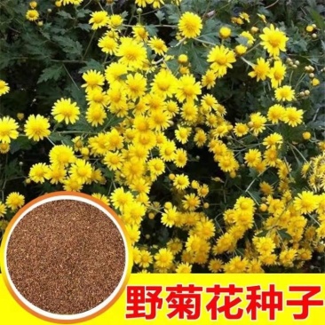野菊花种子菊花种籽多年生泡茶花卉开花盆栽庭院花园阳台室内