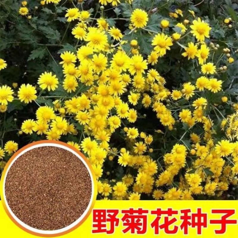 野菊花种子菊花种籽多年生泡茶花卉开花盆栽庭院花园阳台室内