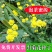 野菊花种子菊花种籽多年生泡茶花卉开花盆栽庭院花园阳台室内