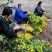 野菊花种子菊花种籽多年生泡茶花卉开花盆栽庭院花园阳台室内