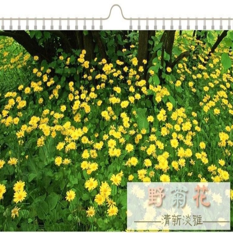 野菊花种子菊花种籽多年生泡茶花卉开花盆栽庭院花园阳台室内