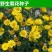 野菊花种子菊花种籽多年生泡茶花卉开花盆栽庭院花园阳台室内