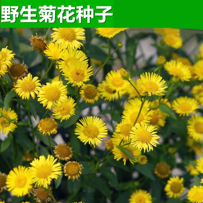 野菊花种子菊花种籽多年生泡茶花卉开花盆栽庭院花园阳台室内