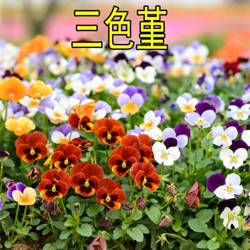 三色堇花种子易活四季开花耐寒花种籽阳台庭院盆栽花卉种籽花