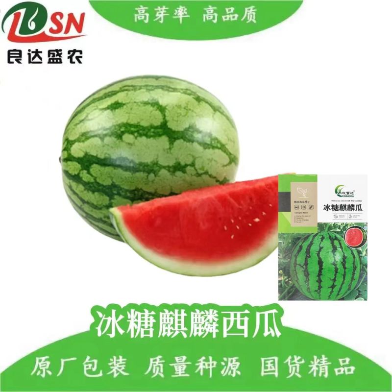 冰糖麒麟西瓜种子早熟质脆多汁皮薄耐高温抗高湿