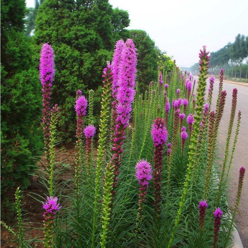 蛇鞭菊种子春秋播种观花花籽多年生景观绿化花卉草花花种子