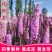 蛇鞭菊种子春秋播种观花花籽多年生景观绿化花卉草花花种子