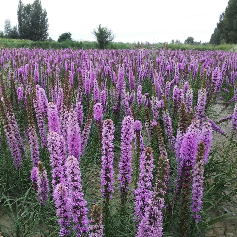 蛇鞭菊种子春秋播种观花花籽多年生景观绿化花卉草花花种子