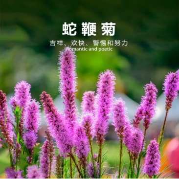 蛇鞭菊种子春秋播种观花花籽多年生景观绿化花卉草花花种子