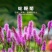 蛇鞭菊种子春秋播种观花花籽多年生景观绿化花卉草花花种子