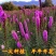 蛇鞭菊种子春秋播种观花花籽多年生景观绿化花卉草花花种子