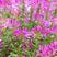 醉蝶花种子混色紫色粉色高杆花海花籽花种籽四季易活庭院蜜源