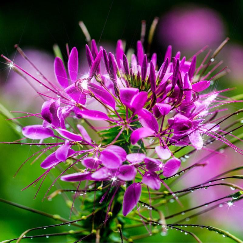 醉蝶花种子混色紫色粉色高杆花海花籽花种籽四季易活庭院蜜源