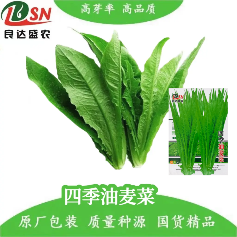 四季油麦菜种子质地脆嫩口感鲜嫩清香适应性广长势强健