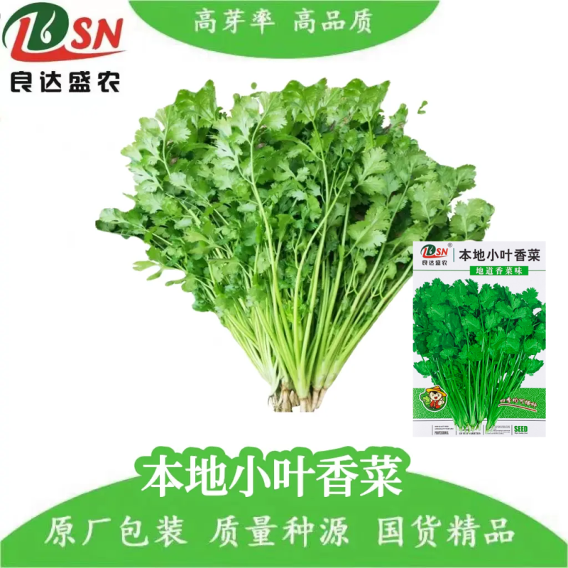 本地小叶香菜种子地道香菜味四季种植香味浓质地柔软