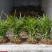 吉祥草大量现货出售基地直供各种规格欢迎大家前来选购