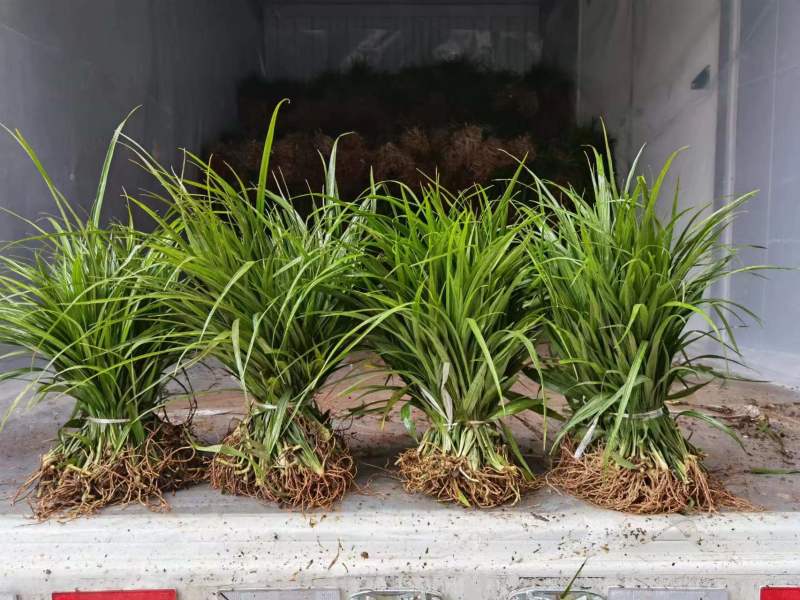 吉祥草大量现货出售基地直供各种规格欢迎大家前来选购