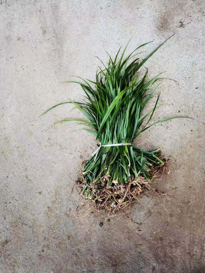 吉祥草大量现货出售基地直供各种规格欢迎大家前来选购