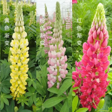 青州羽扇豆批发基地