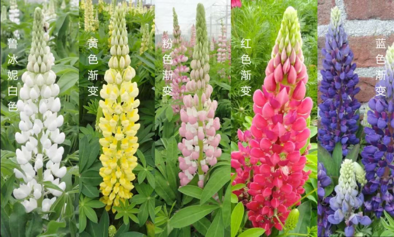 青州羽扇豆批发基地