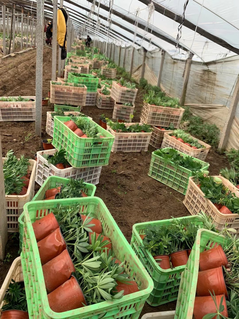 青州羽扇豆批发基地