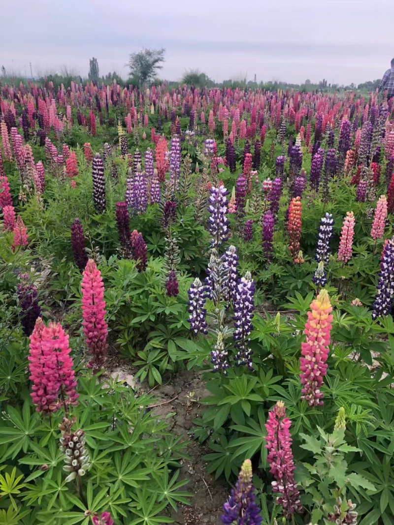 青州羽扇豆批发基地