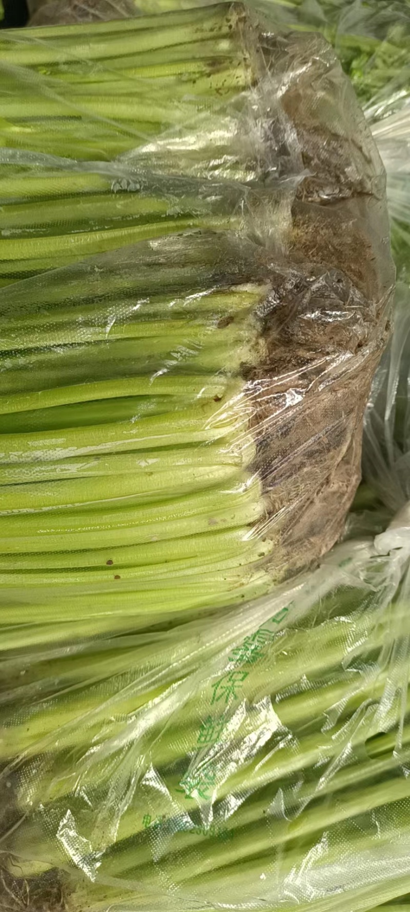 【芹菜】第一精品香芹产地直销供应各大市场电商商超
