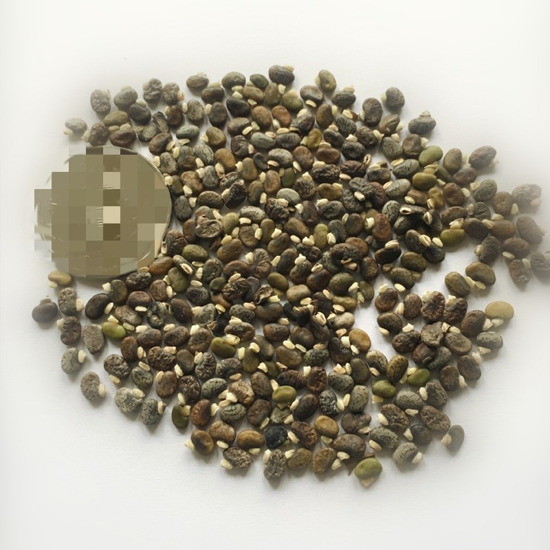 灌木山毛豆种子林木种籽白灰毛豆种子荒地绿化四季播护坡固土