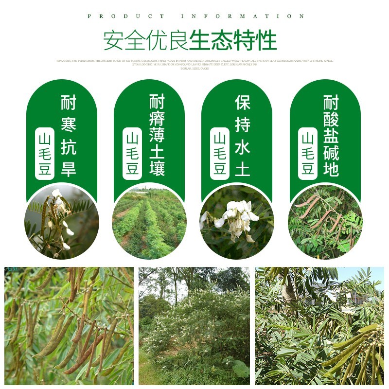 灌木山毛豆种子林木种籽白灰毛豆种子荒地绿化四季播护坡固土
