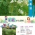 灌木山毛豆种子林木种籽白灰毛豆种子荒地绿化四季播护坡固土