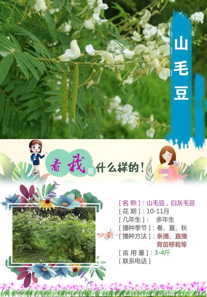 灌木山毛豆种子林木种籽白灰毛豆种子荒地绿化四季播护坡固土