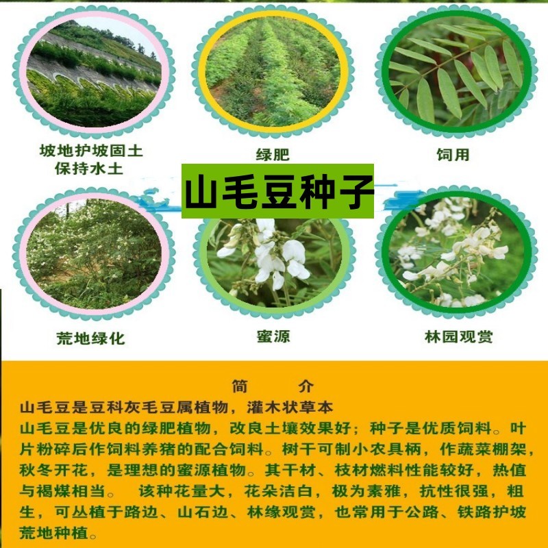 灌木山毛豆种子林木种籽白灰毛豆种子荒地绿化四季播护坡固土