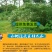 灌木山毛豆种子林木种籽白灰毛豆种子荒地绿化四季播护坡固土