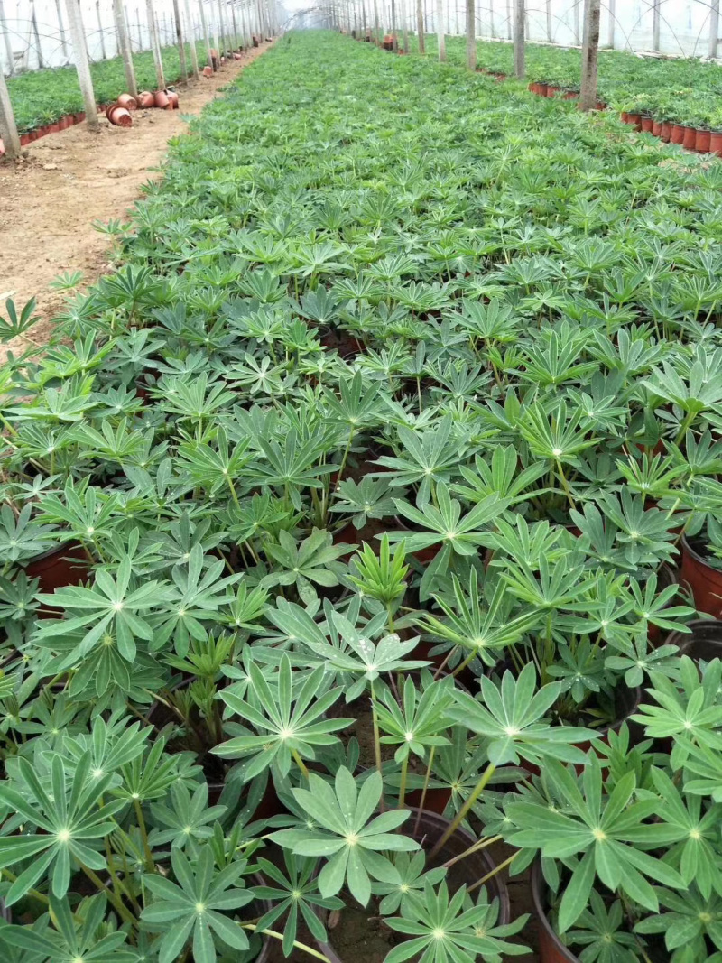 青州羽扇豆基地