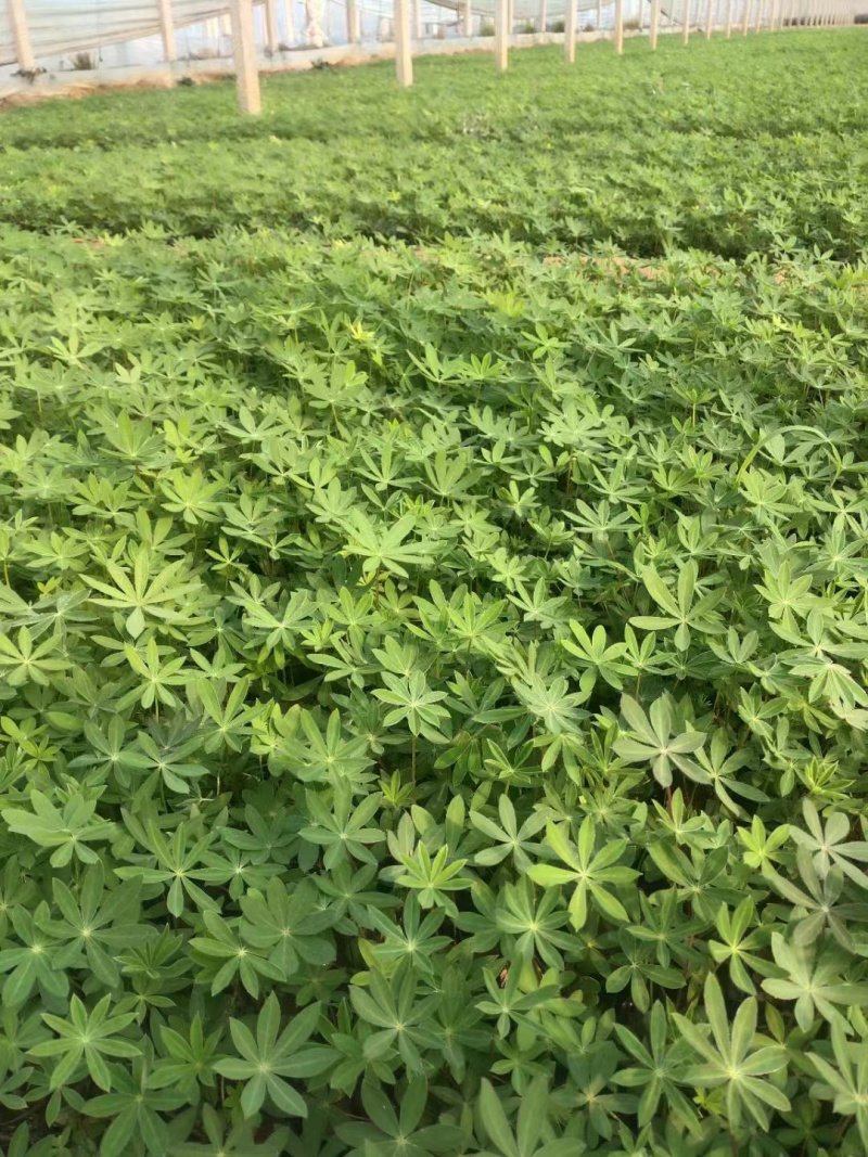 青州羽扇豆基地