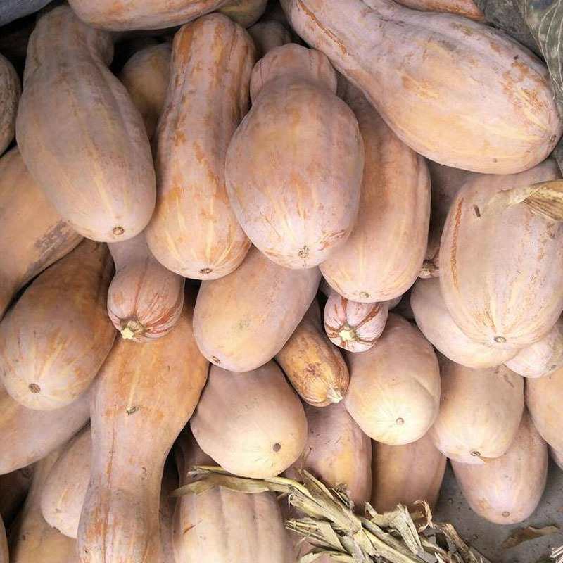 蜜本南瓜种子大果棱南瓜甜面橙红肉耐贮运早熟坐果多