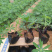 山东羽扇豆供应基地