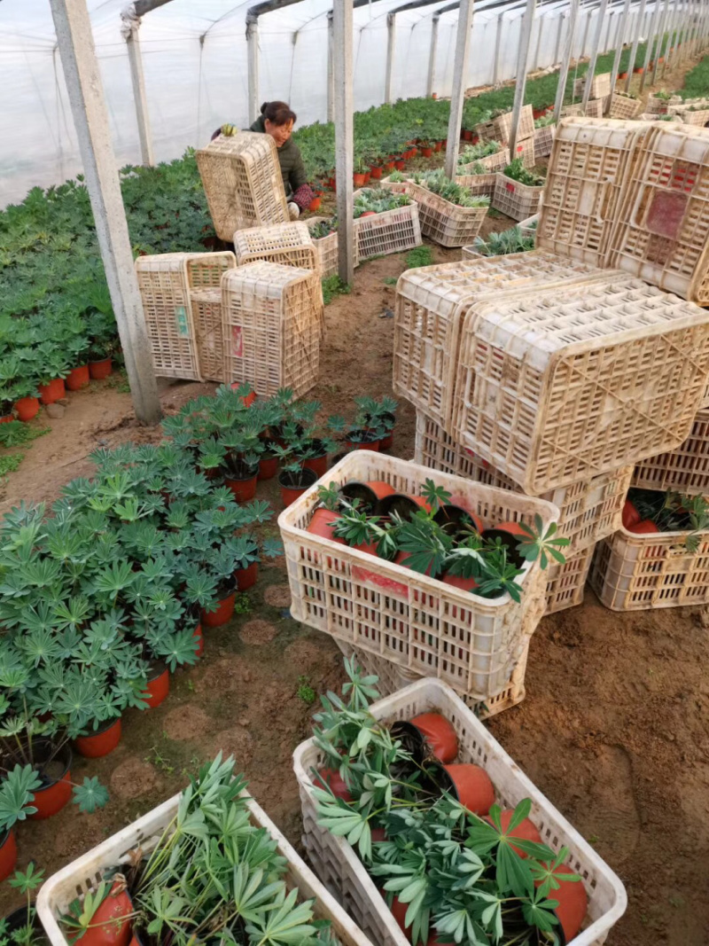山东羽扇豆供应基地