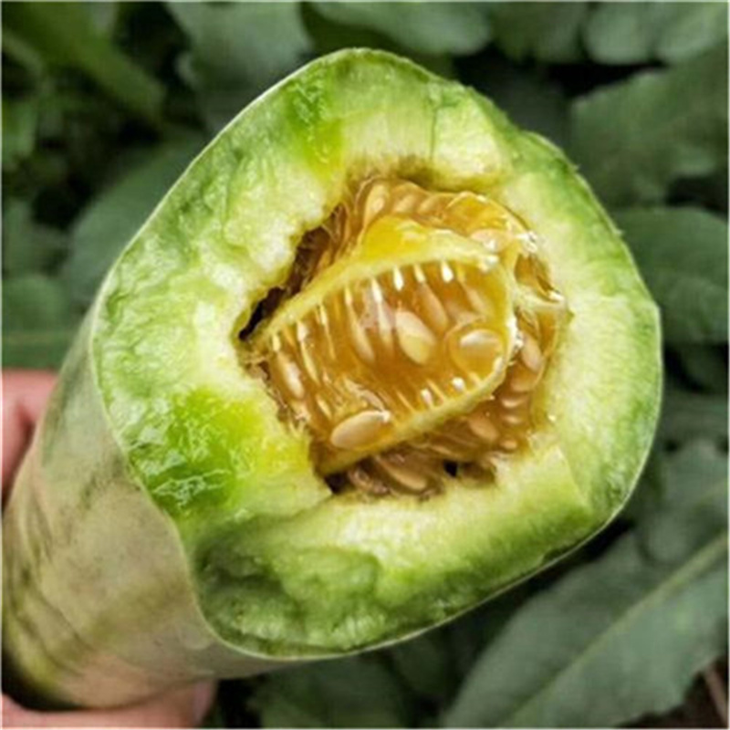 喜洋洋61号甜瓜种子薄皮羊角脆甜瓜种子糖度高香瓜种子