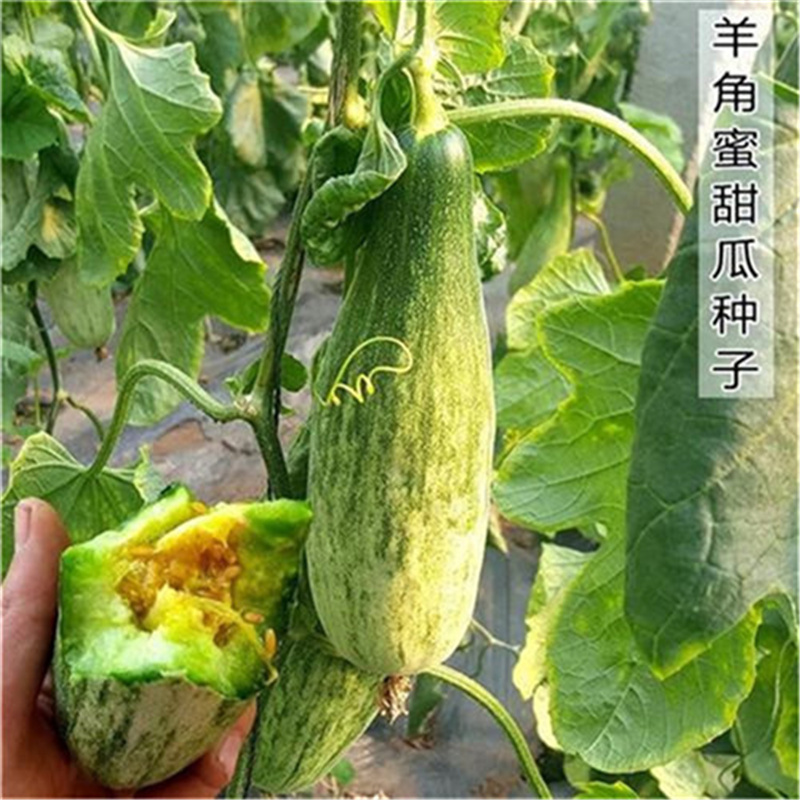 喜洋洋61号甜瓜种子薄皮羊角脆甜瓜种子糖度高香瓜种子