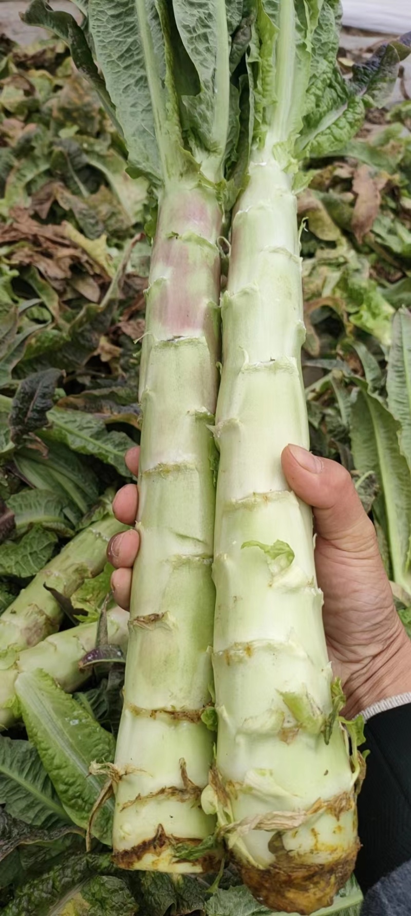 安徽芜湖精品莴笋优选好货质量保障欢迎电购