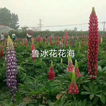 羽扇豆