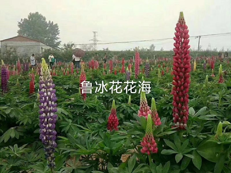 羽扇豆