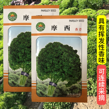 摩西香芹种子意大利欧芹种子法香种子洋香菜高产发芽高